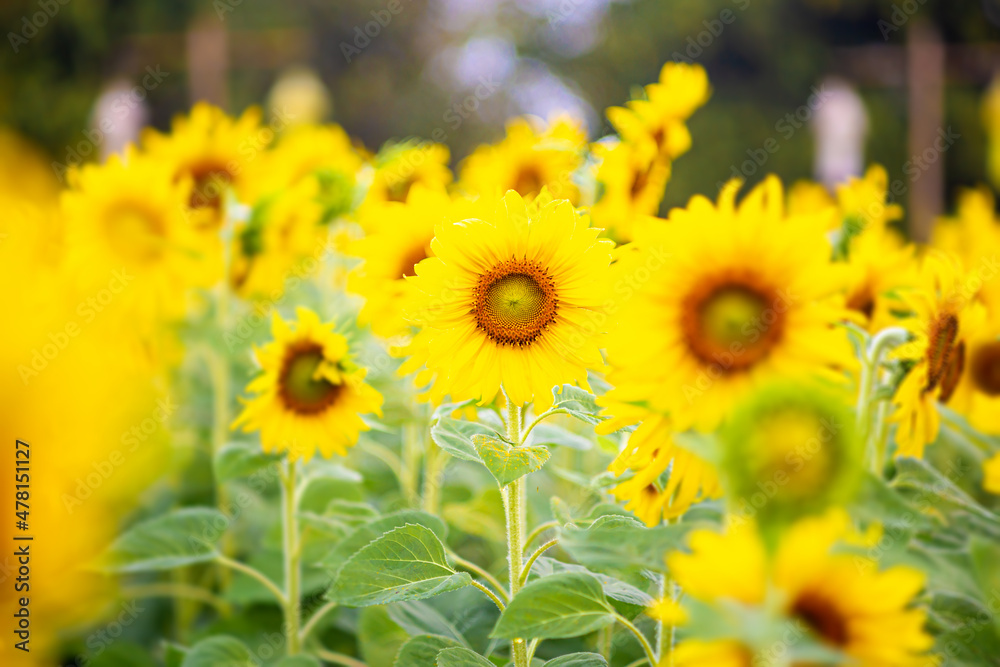 Beautiful Sunflower cultivation at sunrise in the mountains of Thailand , Beautiful Sunflower cultivation at sunrise in the mountains of Thailand ,