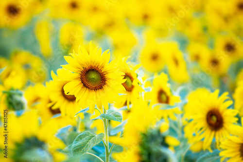 Sunflower blooming ,Sunflower cultivation at sunrise in the mountains of Thailand , 