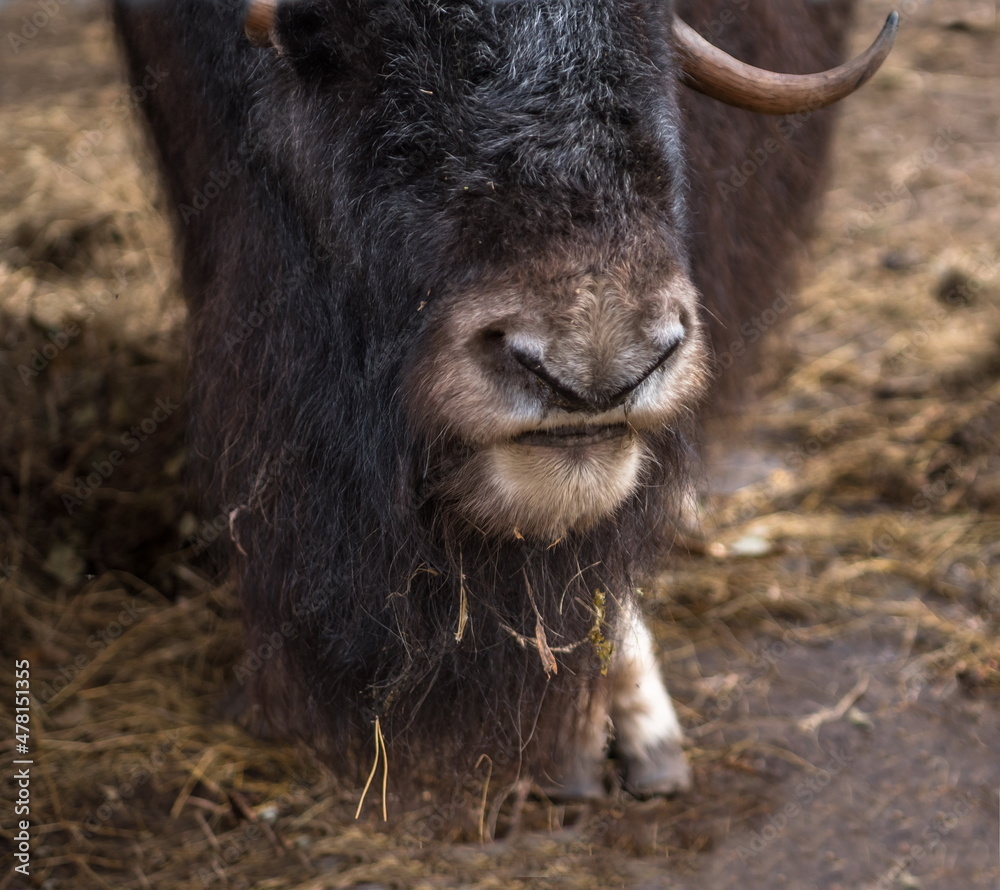 close-up of a buffalo eye 