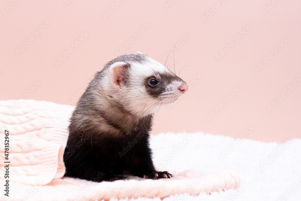 Fototapeta premium The cozy ferret is sleeping