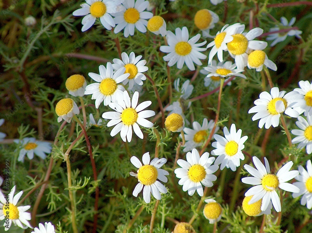 Field with blooming daisies (Pratolina bellis) Field with blooming daisies (Pratolina bellis)