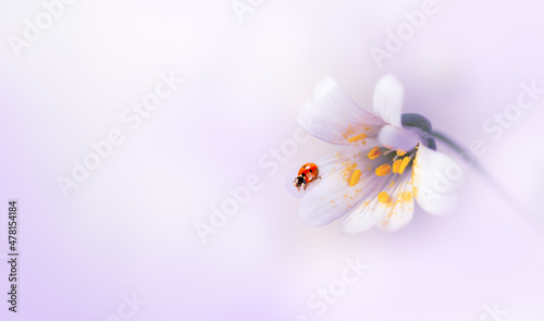 Ladybug sitting on blooming stellaria holostea flower, fantasy mysterious spring background with red ladybird, fabulous fairy tale floral garden, beautiful nature and macro world.