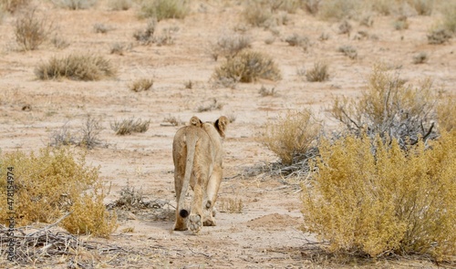 Young Lion in the Kgalagadi