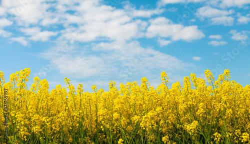 Yellow rapeseed field against blue sky nature background. Blooming canola flowers.