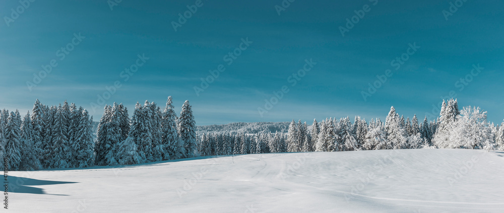 Fototapeta Winterliche Landschaft mit verschneitem Tannenwald