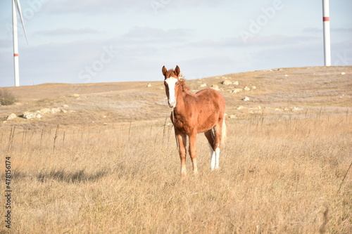 foal curious in field © WaSt