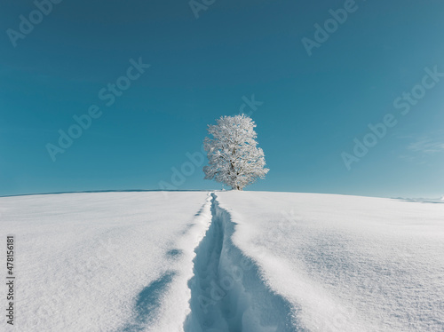 Weg zu einem Baum voller Raureif im Winter