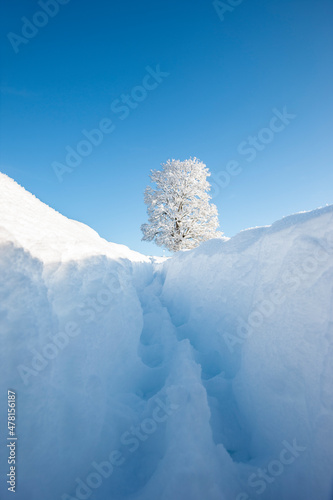 Weg zu einem Baum voller Raureif im Winter