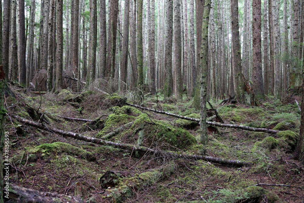 Nadelwald auf Hanson Island, Kanada im Herbst Nadelwald auf Hanson Island, Kanada im Herbst