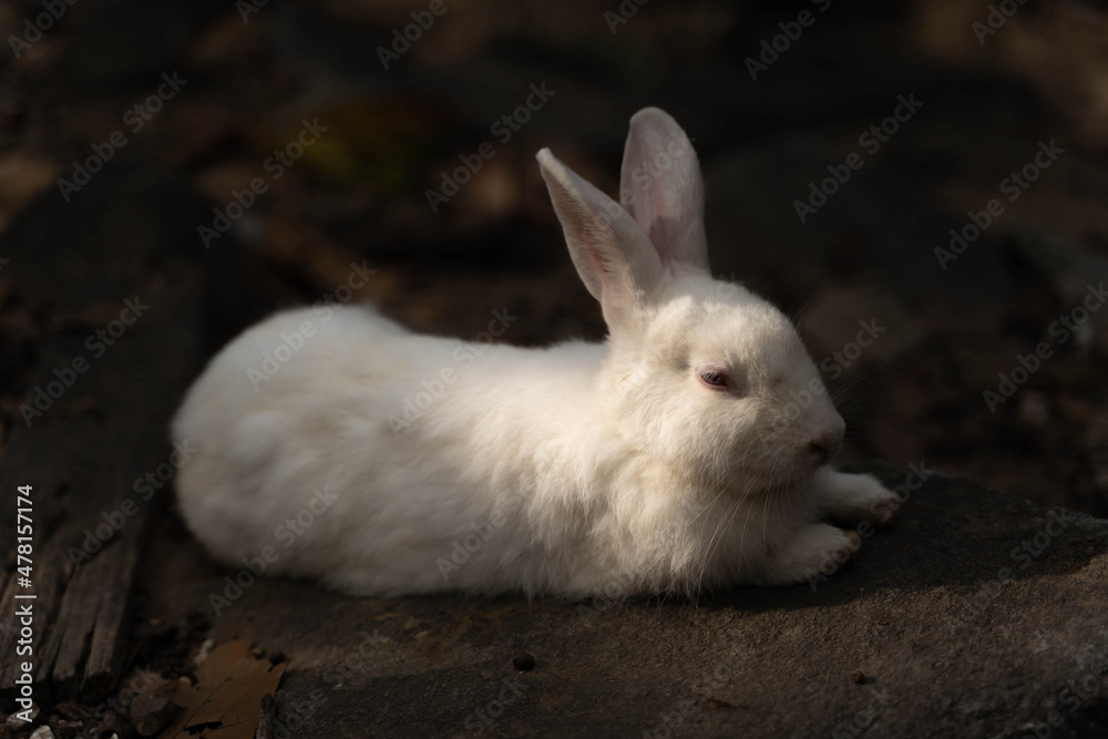 White rabbit lie down on the rock. White rabbit lie down on the rock.