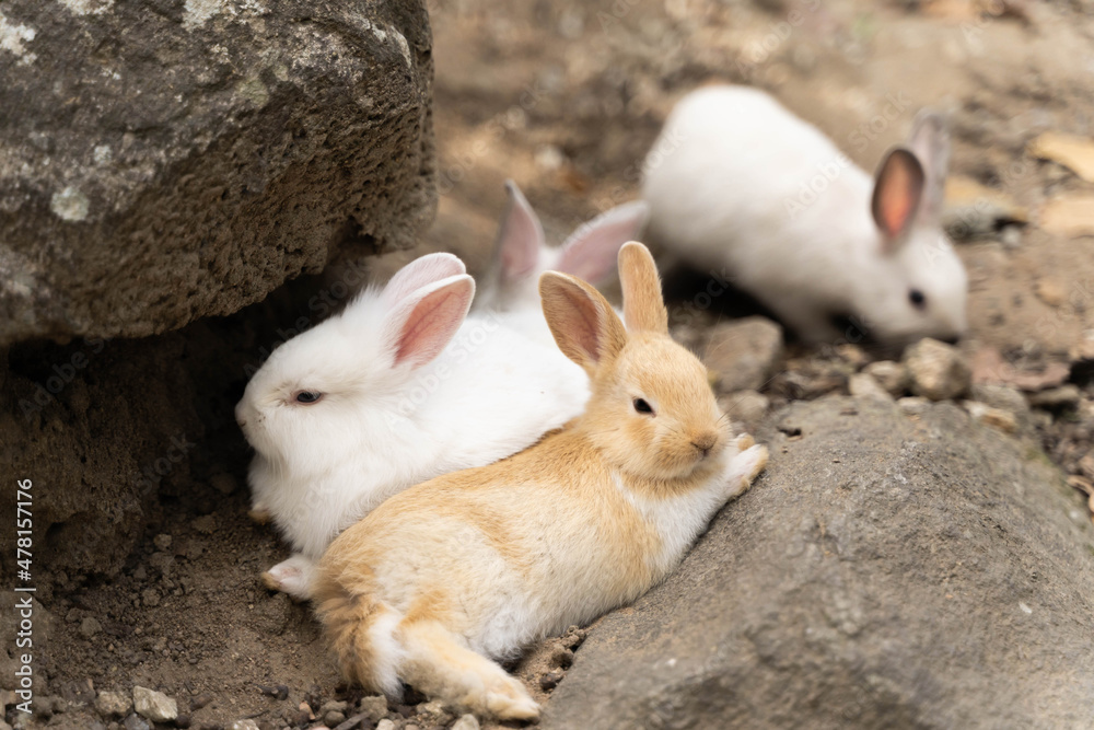 Wildlife rabbits lied on ground under the rock. Wildlife rabbits lied on ground under the rock.