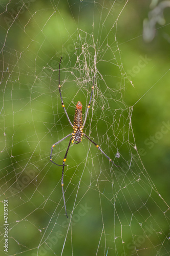 Giant wood spider (Nephila pilipes) , a species of golden orb-web spider. Commonly found in forests and gardens. Image shot at Sikkim, India.