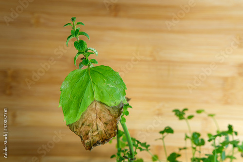 Mint plant leaf suffering from mildew and leaf blight