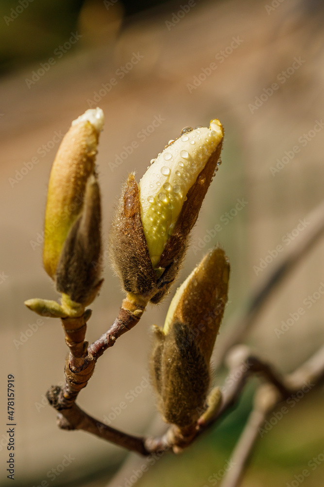 beautiful magnolia flowers with water droplets beautiful magnolia flowers with water droplets