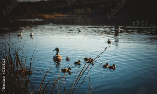 ducks on the lake