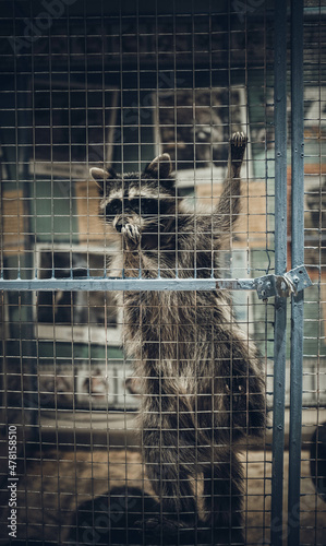 cat in cage © aleksandr
