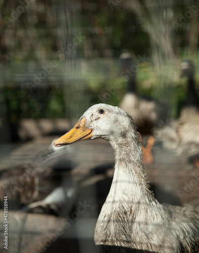 duck in the water