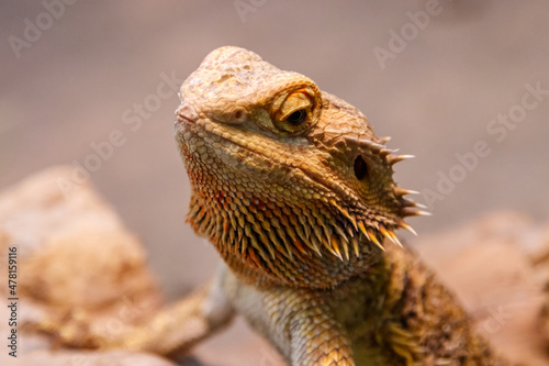 Beautiful Lizard Bearded Agama, Pogona vitticeps © Minakryn Ruslan 