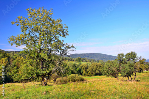 Lovely nature scenery in summer. Trees on a grassy meadow in mountains, Low Beskid (Beskid Niski), Poland