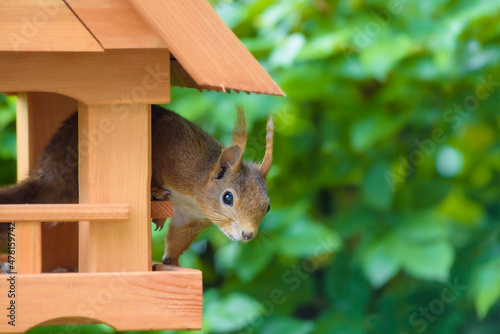 Eichhörnchen plündert das Vogelhaus / Squirrel plunders the bird house.