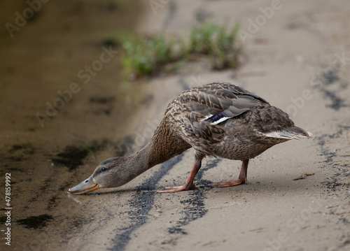 duck in the water