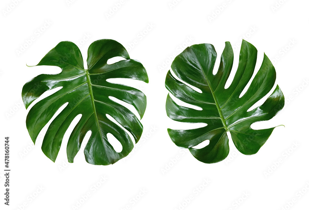 Top veiw, Bright fresh two monstera leaf isolated on white background for stock photo or advertisement, Genus of flowering plants