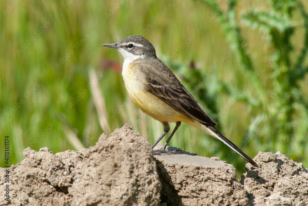 Bergeronnette printanière ibérique, Motacilla flava iberiae, Western Yellow Wagtail Bergeronnette printanière ibérique, Motacilla flava iberiae, Western Yellow Wagtail