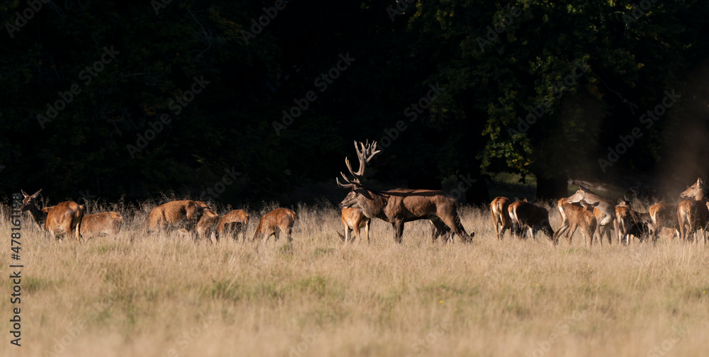 Cerf élaphe, biche, cerf, brame, cervus elaphus Cerf élaphe, biche, cerf, brame, cervus elaphus