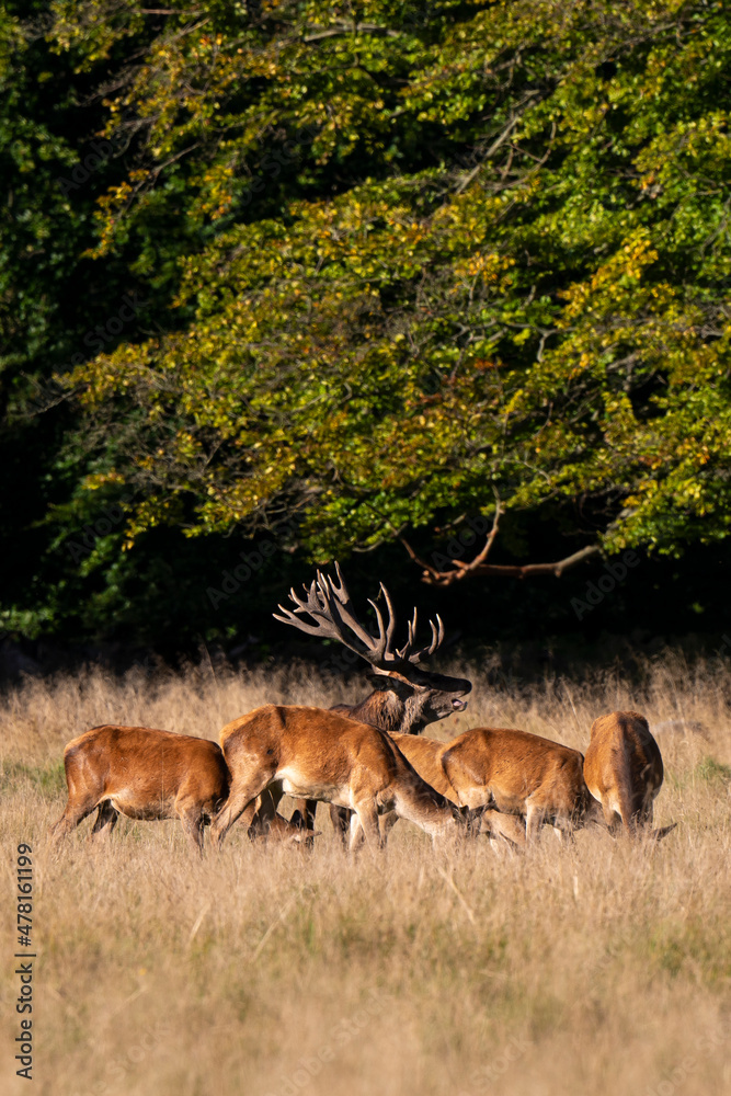 Cerf élaphe, biche, cerf, brame, cervus elaphus Cerf élaphe, biche, cerf, brame, cervus elaphus