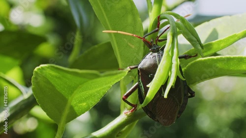 Adult Bronze Orange Stinkbug (Musgraveia Sulciventris) photo