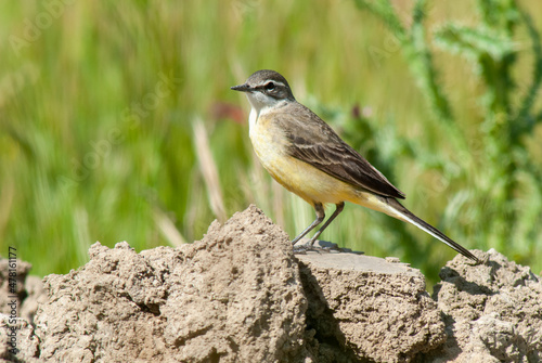 Bergeronnette printanière ibérique, Motacilla flava iberiae, Western Yellow Wagtail © JAG IMAGES