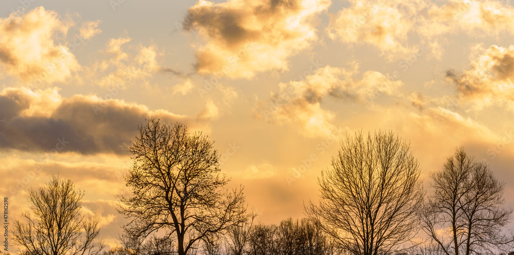 Silhouette of trees in front of an orange cloudy sky at sunset. Banner