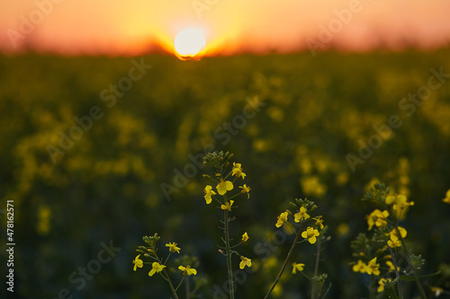 Spring rapeseed field at sunset. Bio Plant. Bokeh on foreground. Cultivated mainly for its oil-rich seed, which naturally contains appreciable amounts of erucic acid. Natural background photo