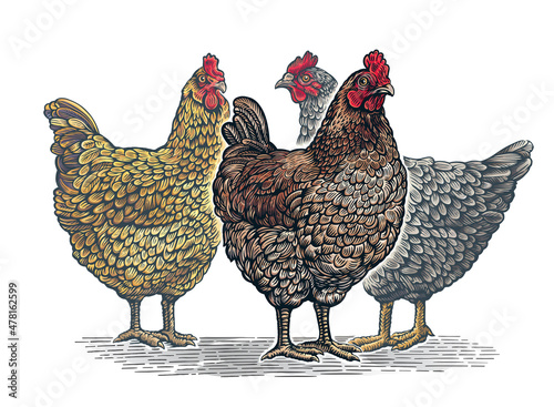 Group of three chickens, in graphic (engraved) style and painted color.