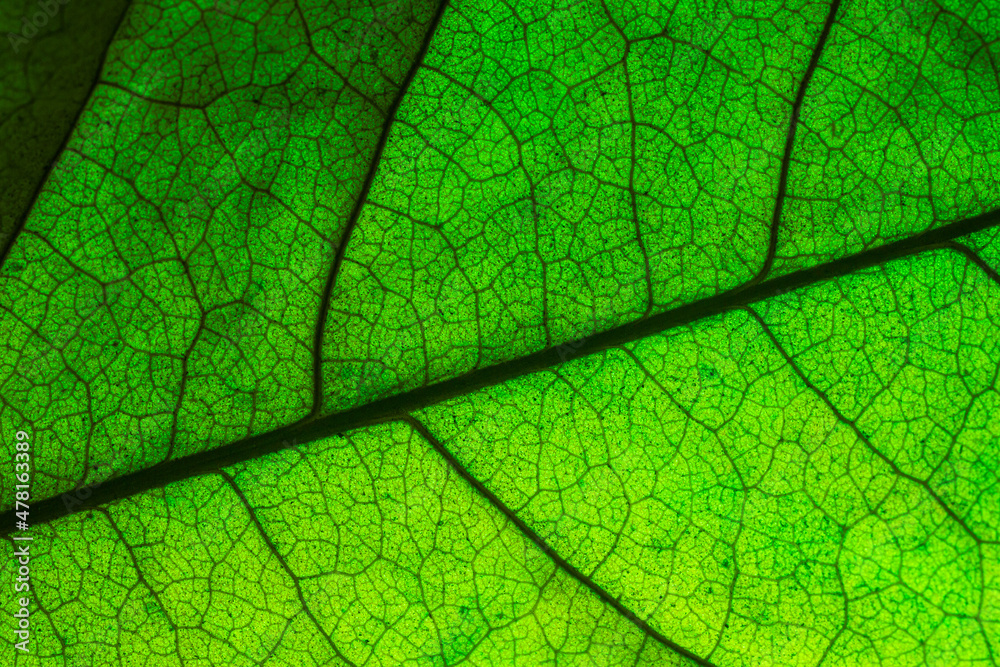 Abstract closeup green leaf texture background 