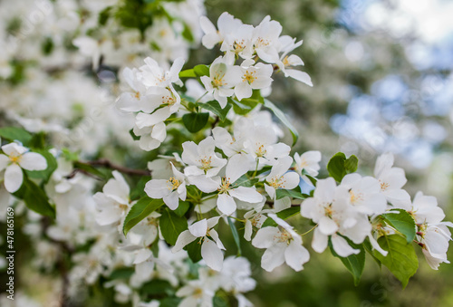 flowers