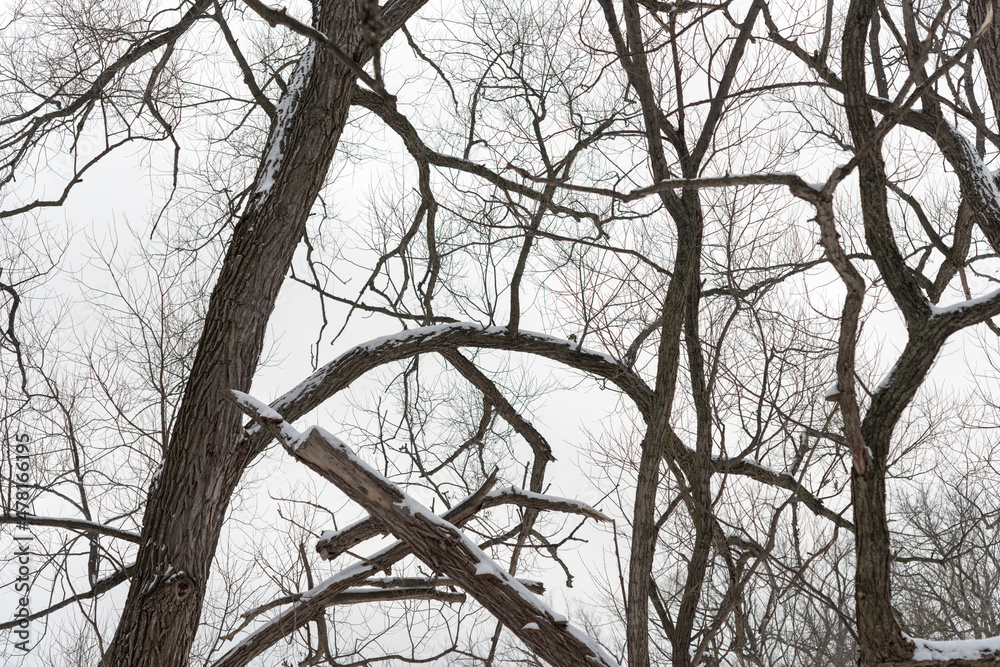 tree branches with snow in winter
