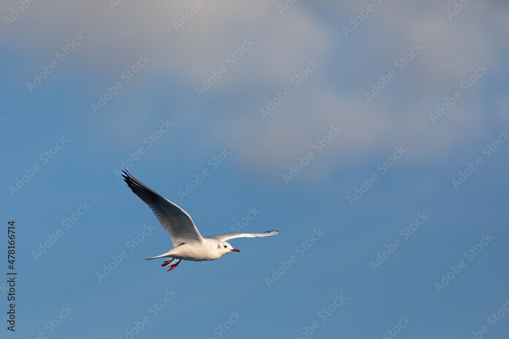 Gaviota reidora (Chroicocephalus ridibundus) en vuelo sobre un cielo azúl. Tarragona, España, Mar Mediterráneo. Gaviota reidora (Chroicocephalus ridibundus) en vuelo sobre un cielo azúl. Tarragona, España, Mar Mediterráneo.