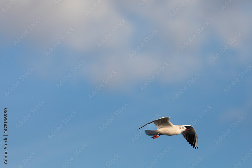 Fototapeta premium Gaviota reidora​ (Chroicocephalus ridibundus) en vuelo sobre un cielo azúl con nubes. Tarragona, España, Mar Mediterráneo. 