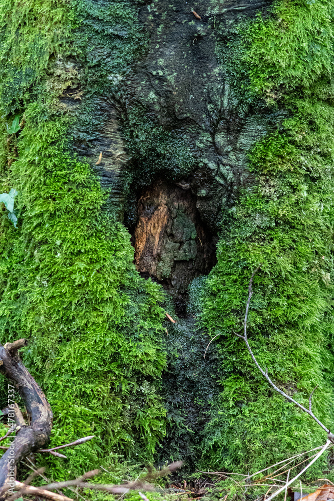 Fototapeta premium moss covered tree