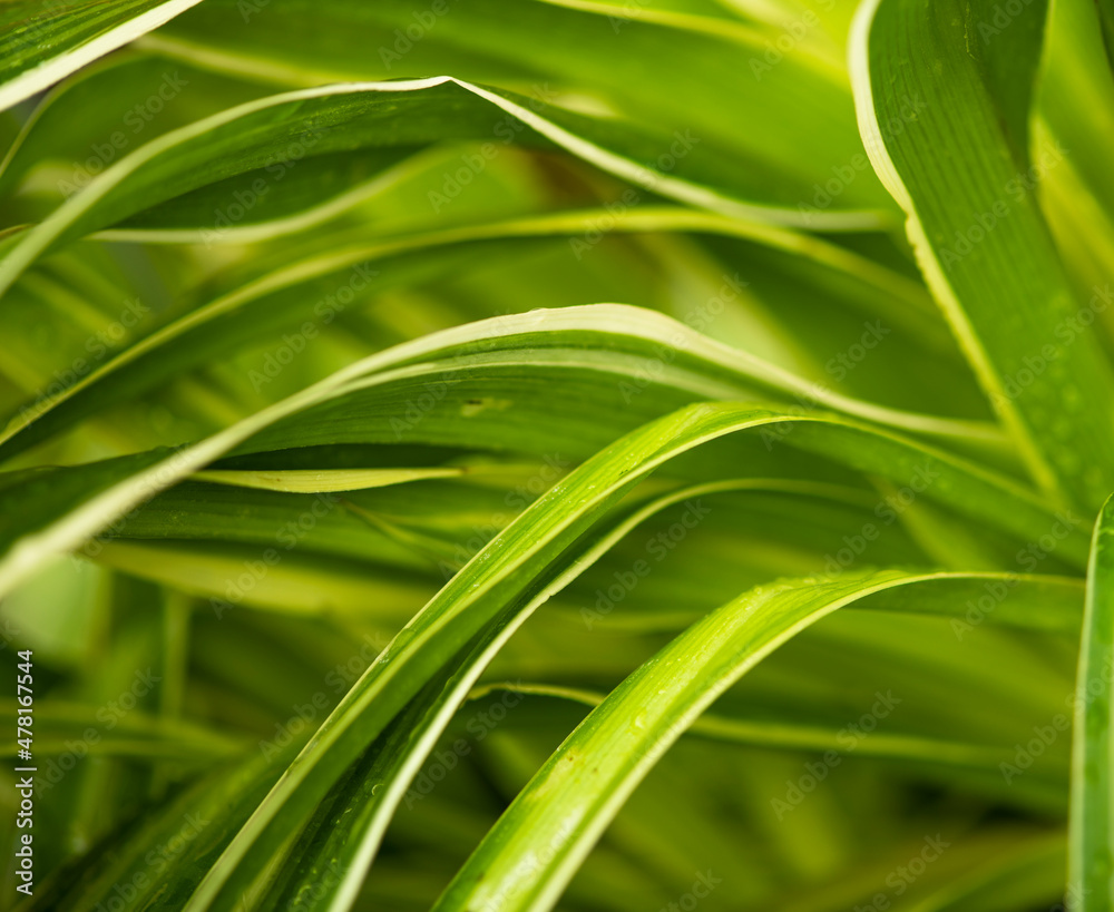 Green leaves Green leaves