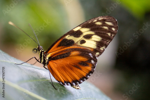 Butterfly on a leaf © Ted