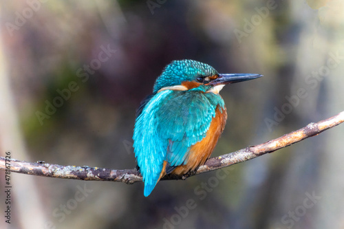 A Common Kingfisher (alcedo atthis) in the Reed, Heilbronn, Germany