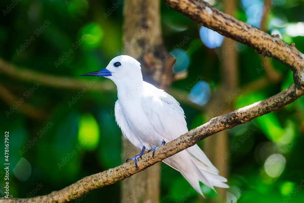 White Tern or Fairy Tern (Gygis alba) at Cousin Island, Seychelles, Indian Ocean, Africa.