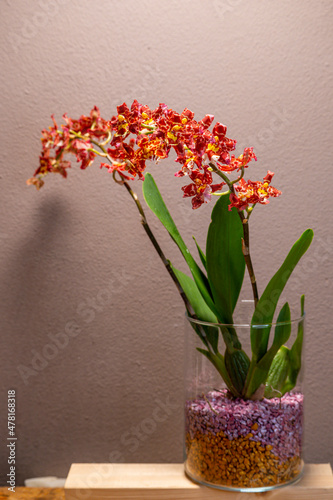 Fototapeta Naklejka Na Ścianę i Meble -  Orchideen, Blüten, Pflanzen