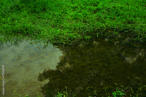 grass in the water