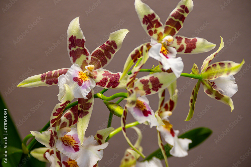 Obraz premium Blühende Cambria-Orchidee mit gemusterten Blüten in Nahaufnahme