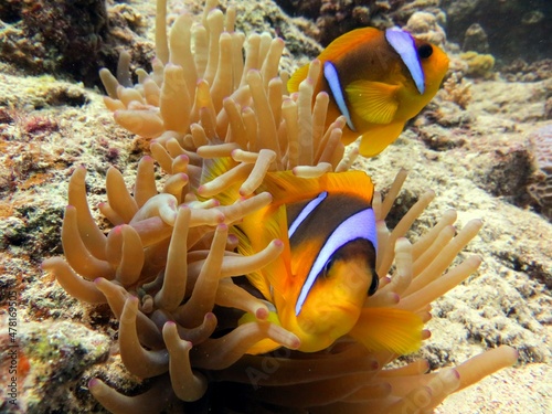 Vászonkép red sea clown fish anemone