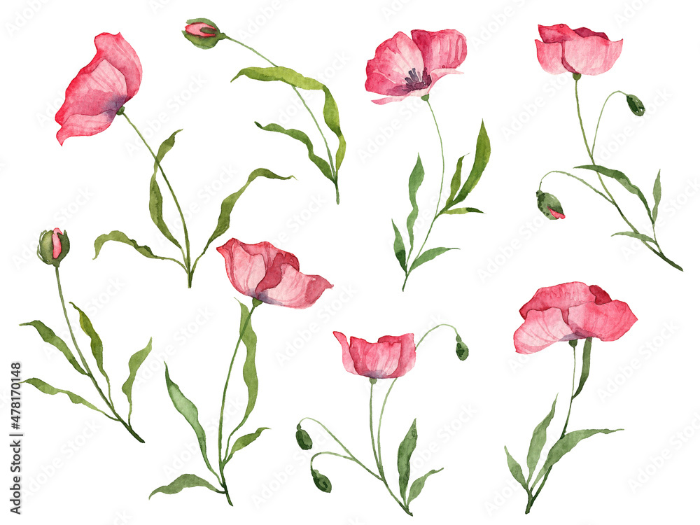 Set of hand painted watercolor botany flowers and leaves. Red and pink poppy flowers and flower bud isolated on white background. Realistic botany illustrations