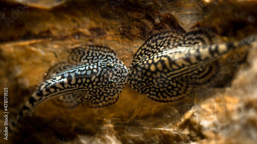 Tiger hillstream loaches (Sewellia lineolata) together on a rock, close-up photo